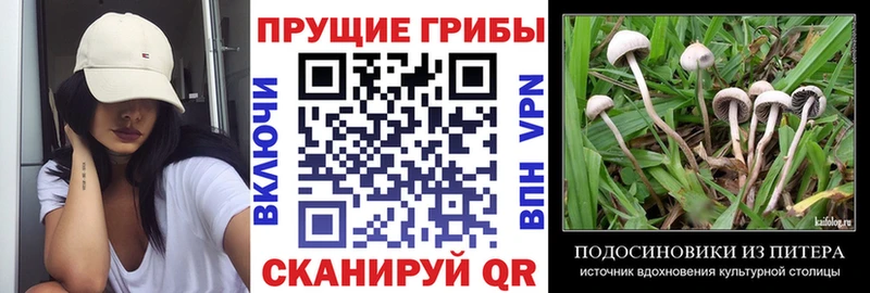 ссылка на мегу зеркало  цена наркотик  Рославль  Псилоцибиновые грибы Psilocybine cubensis 